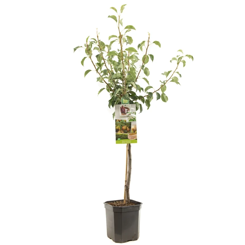Pyrus communis 'Gieser Wildeman' – 60 cm stam, C6,5 (6,5 liters kruka)