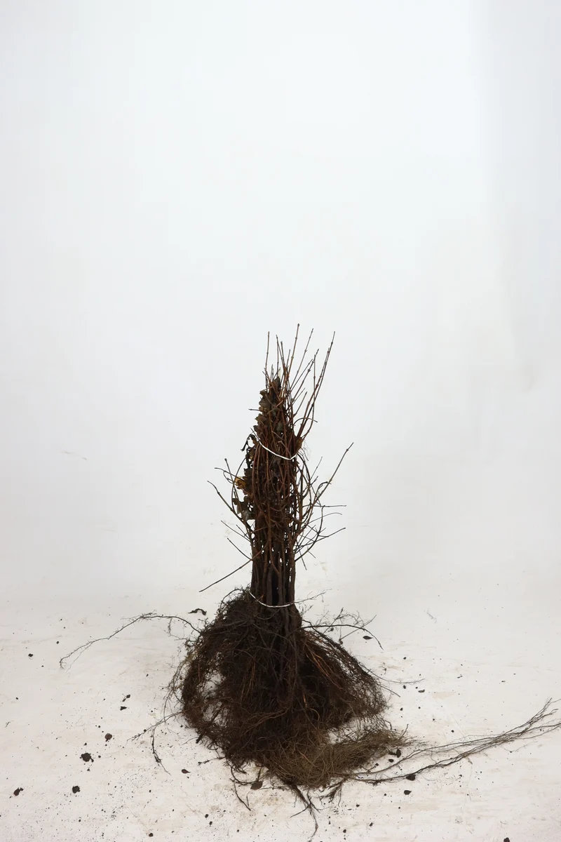 Fältlönn ; 100-125 cm barrot 1+1