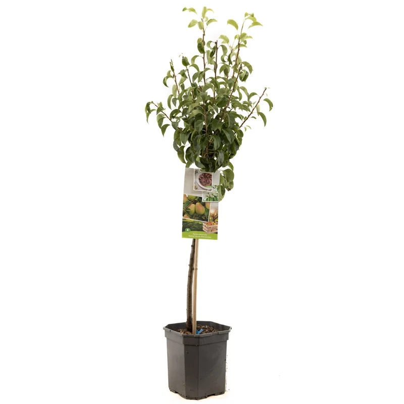 Päron - Pyrus communis 'Bonne Louise' - 60 cm stam, 6,5 liters kruka