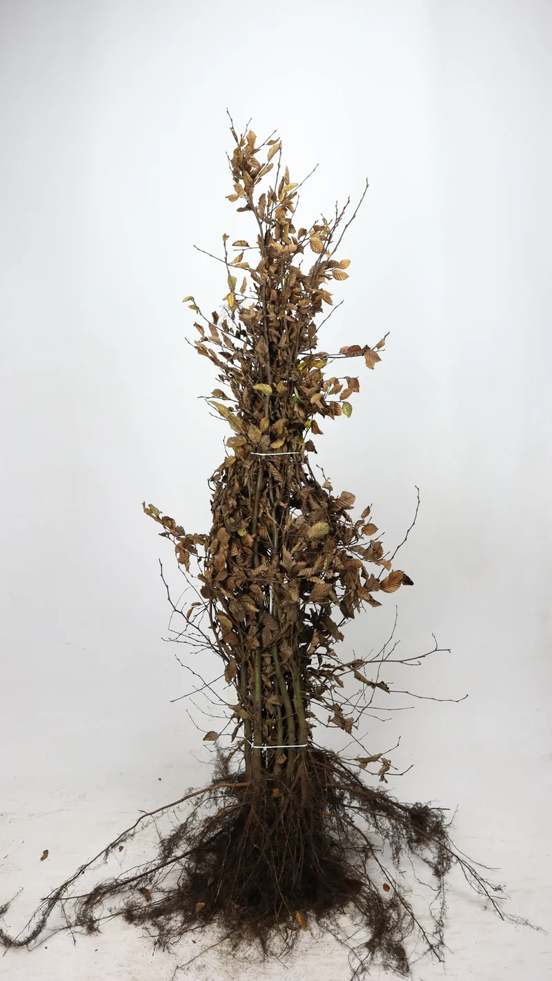 Fältlönn ; 60-100 cm barrot 1+1