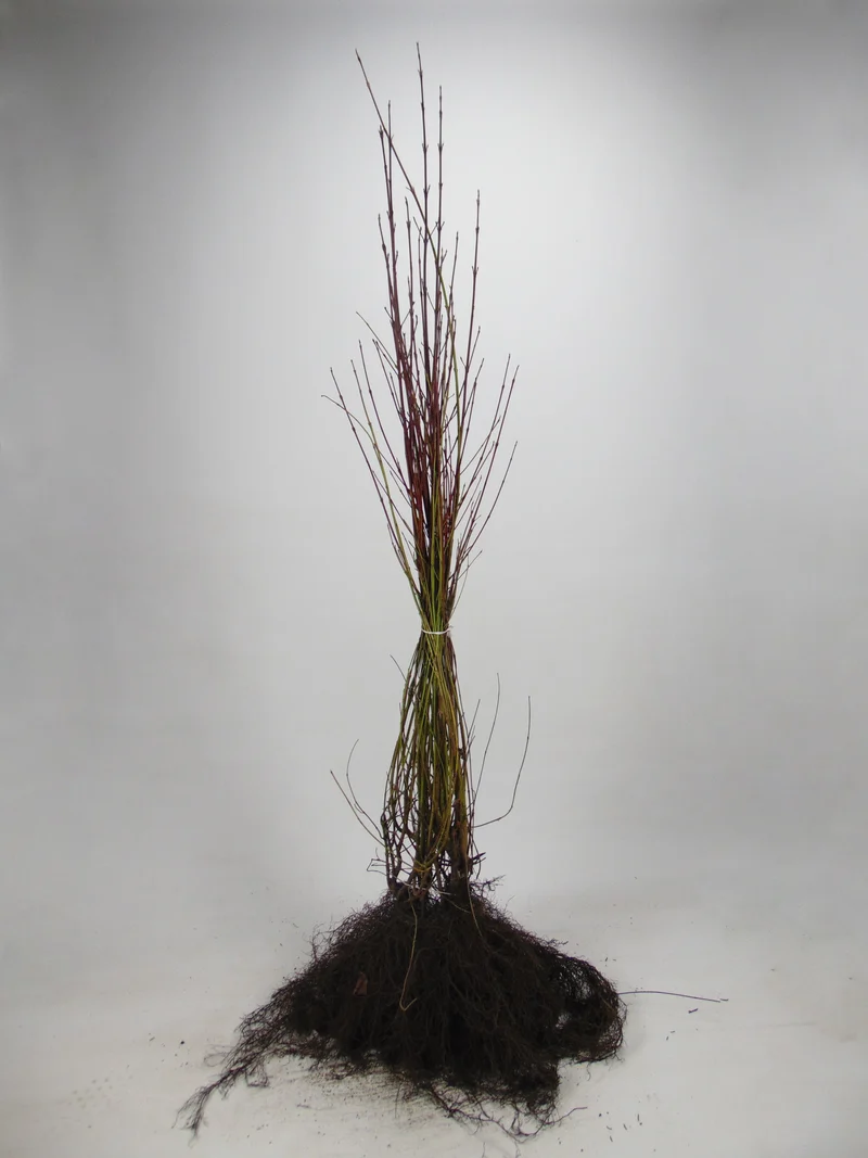 Benved ; 40-60 cm barrot 1+1