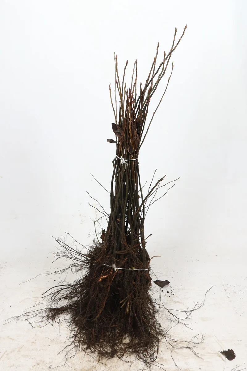 Körsbärskornell ; 40-60 cm barrot 1+2