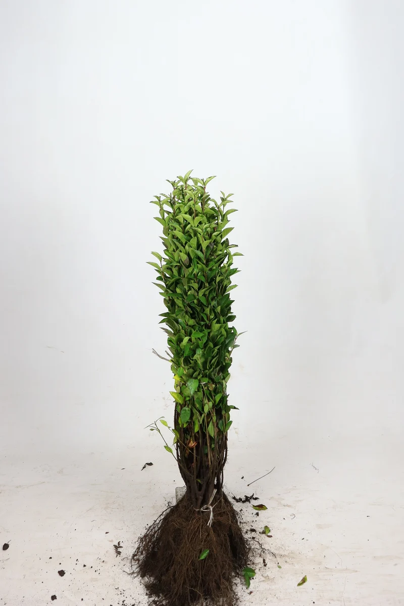 Liguster ; 100-125 cm barrot 0+2