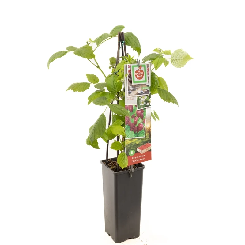 Hallon - Rubus idaeus 'Schönemann' 50-60 cm C2 (2 liters kruka)