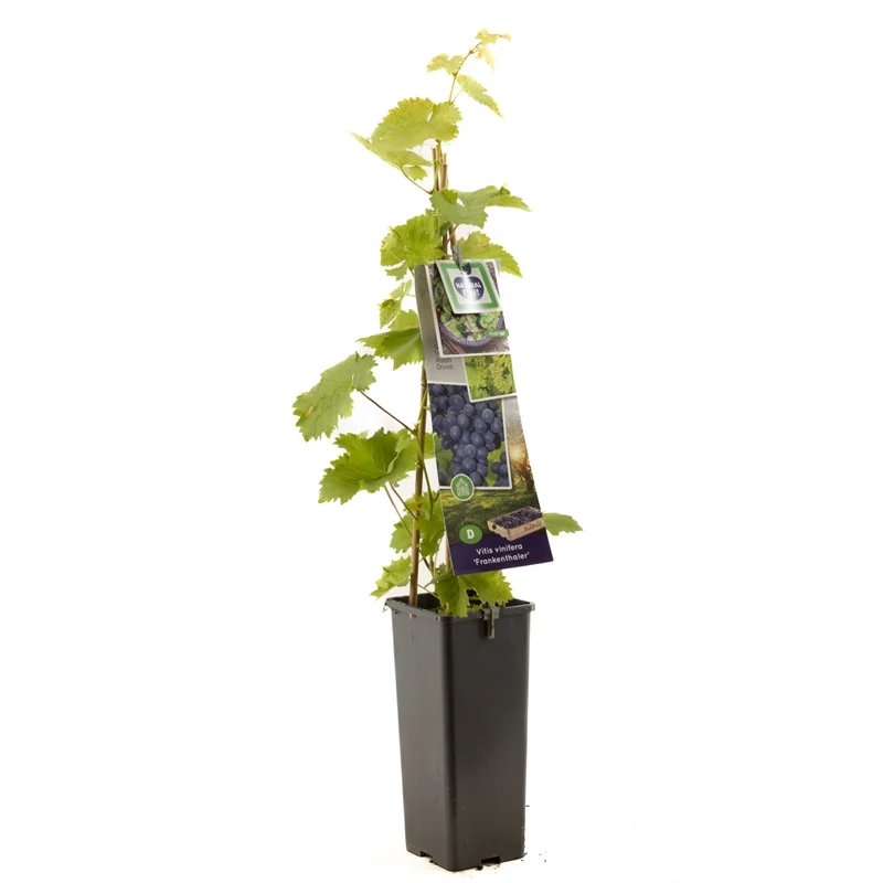 Vinranka - Vitis 'Frankenthaler' 50-60 cm C2 (2 liters kruka)
