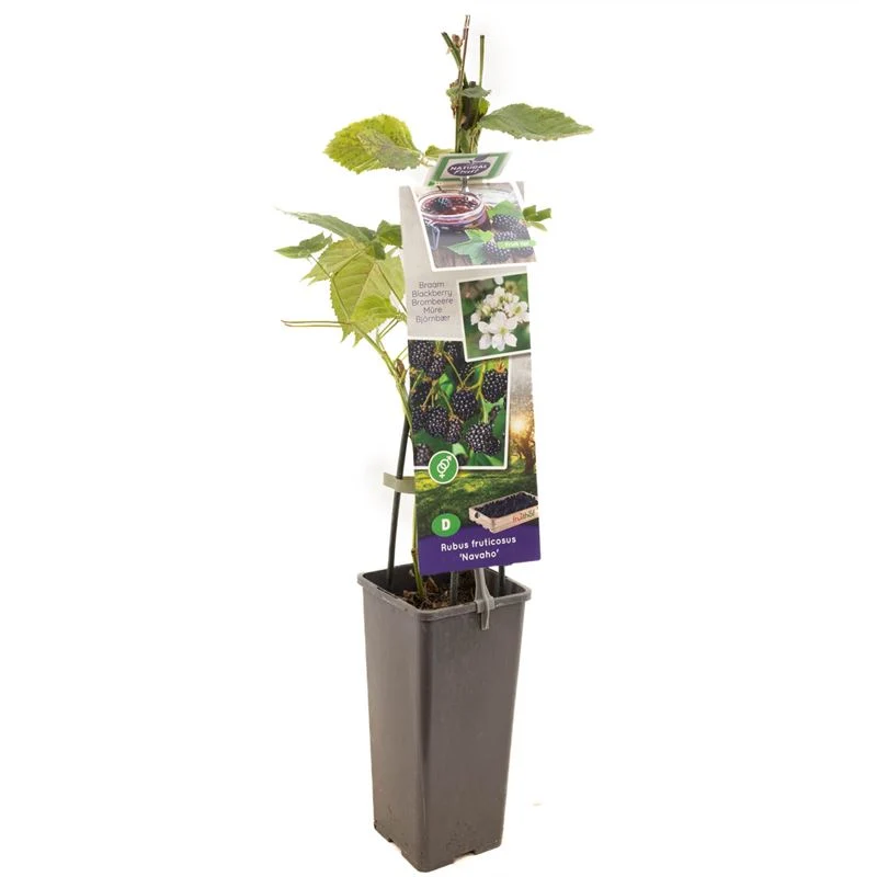 Taggfri björnbär - Rubus fruticosus 'Lub Mb333' 50-60 cm, C2 (2 liters kruka)