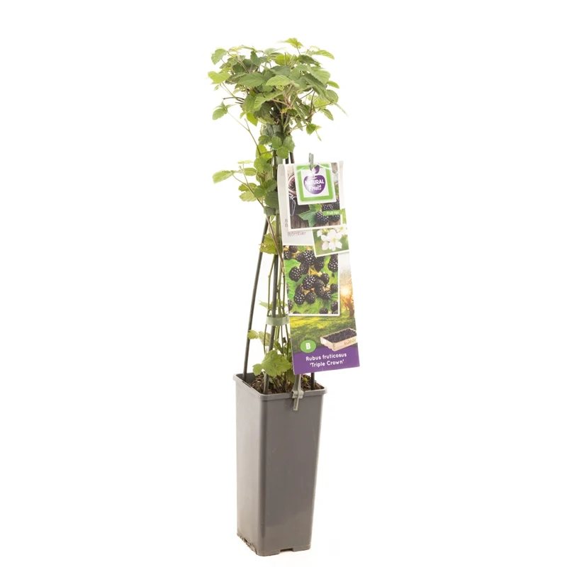 Taggfri björnbär - Rubus fruticosus 'Triple Crown' 50-60 cm, C2 (2 liters kruka)