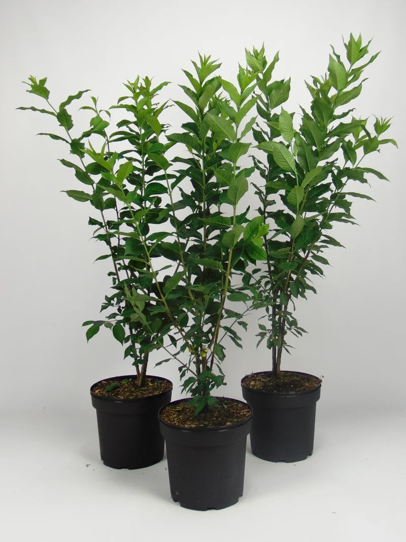 Liguster ; 40-60 cm 2 L kruka