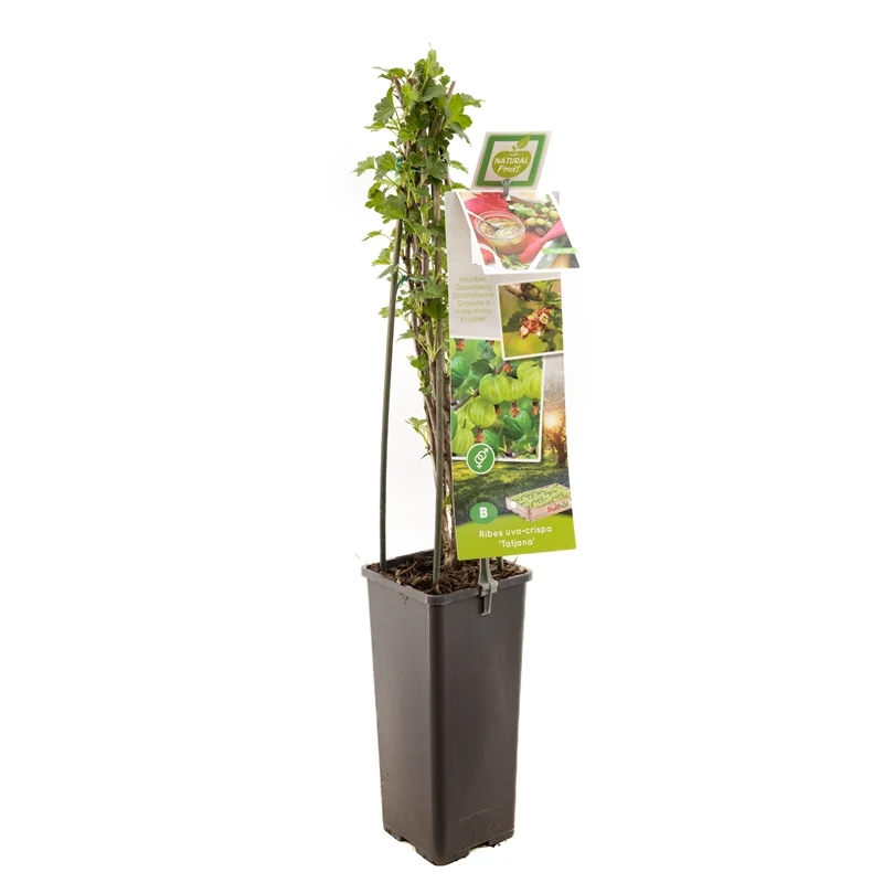 Krusbär Ribes uva-crispa 'Tatjana' 50-60 cm, C2 (2 liters kruka)