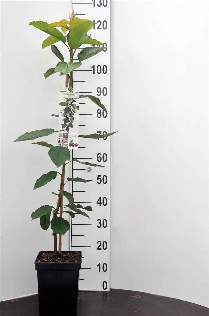 Prunus a. 'Sylvia' stamomfång 14-16 cm C35 (35 liters kruka)