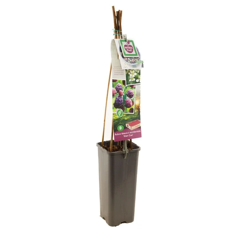 Rubus idaeus 'Glen Coe' 50-60 cm C2 (2 liters kruka)