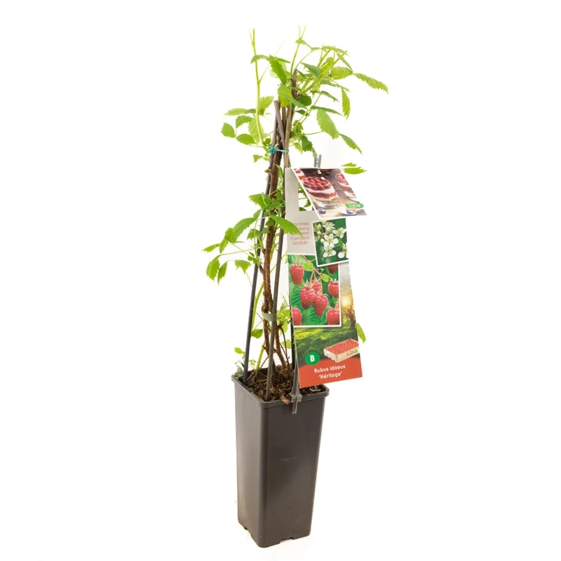 Rubus idaeus 'Héritage' 50-60 cm, C2 (2 liters kruka)