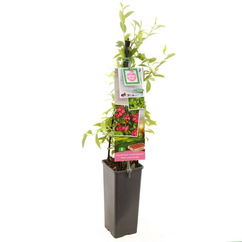 Vaccinium 'Pink Lemonade' 50-60 cm, C2 (2 liters kruka)
