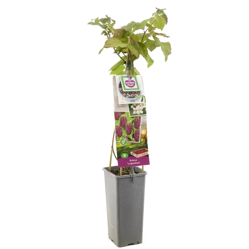 Rubus loganobaccus 'Loganberry' 50-60 cm, C2 (2 liters kruka)