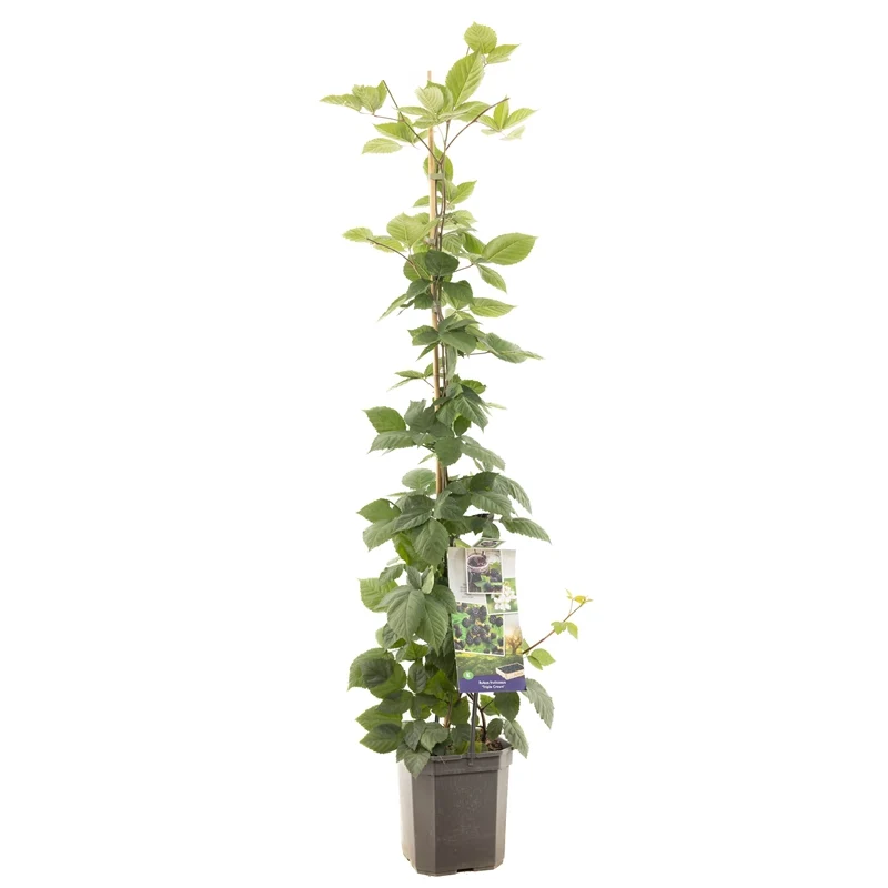 Rubus fruticosus 'Triple Crown' 125-150 cm, 6,5 liters kruka