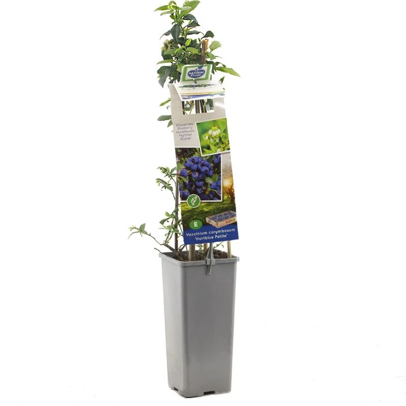 Amerikanskt blåbär Vaccinium corymbosum 'Bluecrop' 50-60 cm C2 (2 liters kruka)