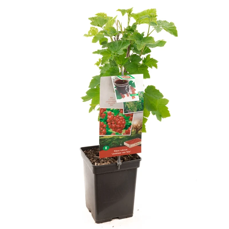 Ribes rubrum 'Jonkheer van Tets' (Röda vinbär) 50-60 cm C3 (3 liters kruka)