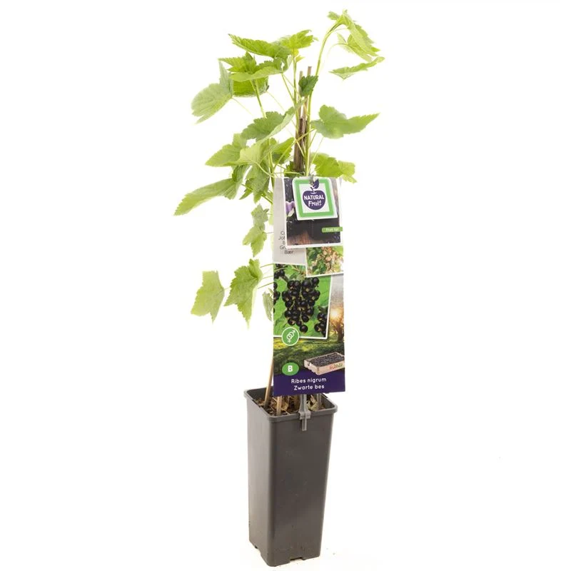Ribes nigrum 'Titania' (Svarta vinbär) 50-60 cm, C2 (2 liters kruka)