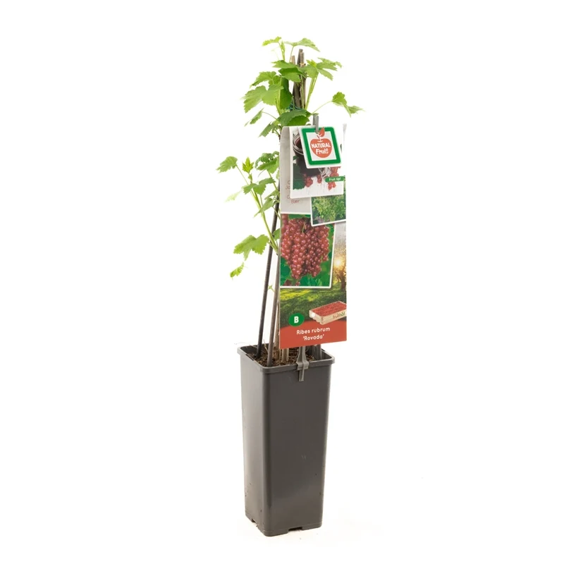 Ribes rubrum 'Rovada' (Röda vinbär) 50-60 cm, C2 (2 liters kruka)