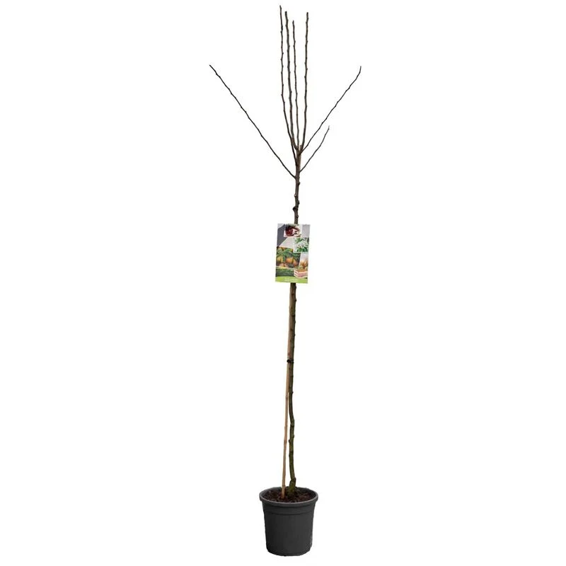 Pyrus communis 'Gieser Wildeman' högstam C10 (10 liters kruka)