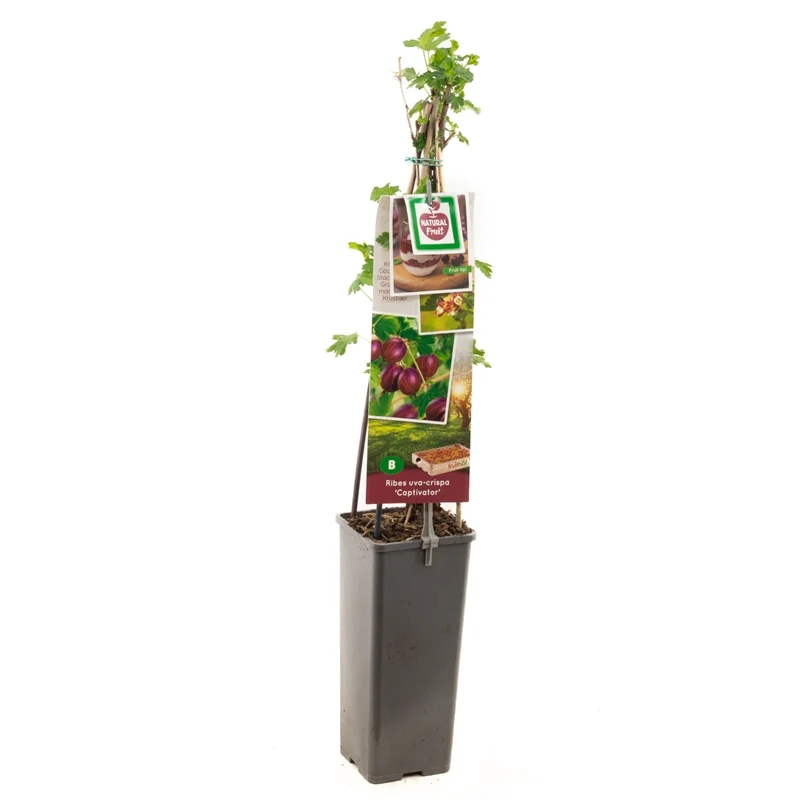 Ribes uva-crispa 'Captivator' 50-60 cm - C2 (2 liters kruka)