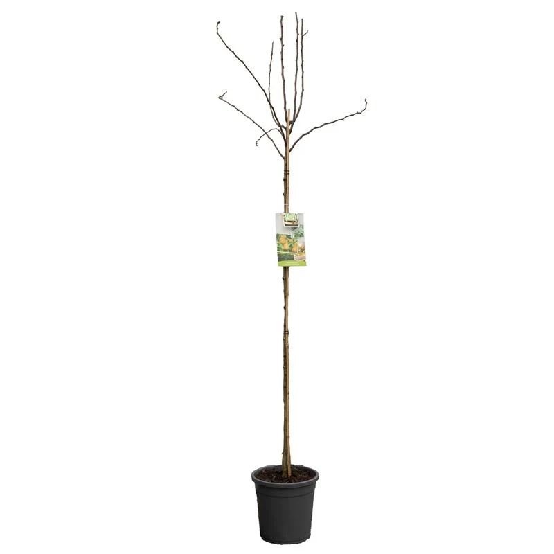Pyrus communis 'Triomphe de Vienne' högstam, C10 (10 liters kruka)