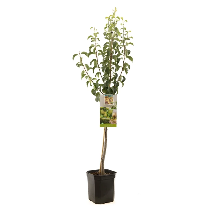 Pyrus communis Comice - stam 60 cm - C6,5 (6,5 liters kruka)