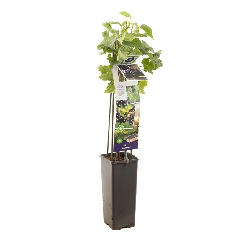 Ribes Jostaberry 50-60 cm, C2 (2 liters kruka)