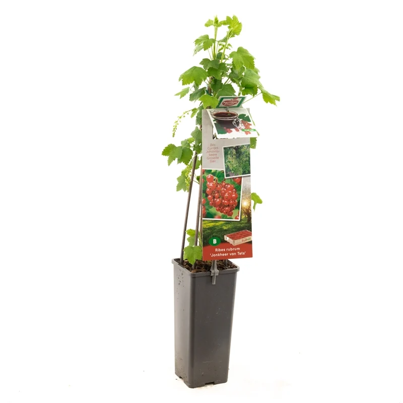 Ribes rubrum 'Jonkheer van Tets' 50-60 cm, C2 (2 liters kruka)