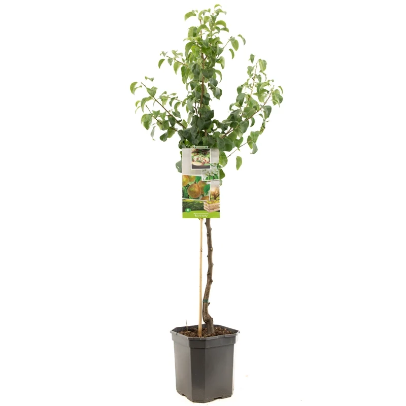Pyrus communis 'Hardy' - päronträd 60 cm stam, 6,5 liters kruka