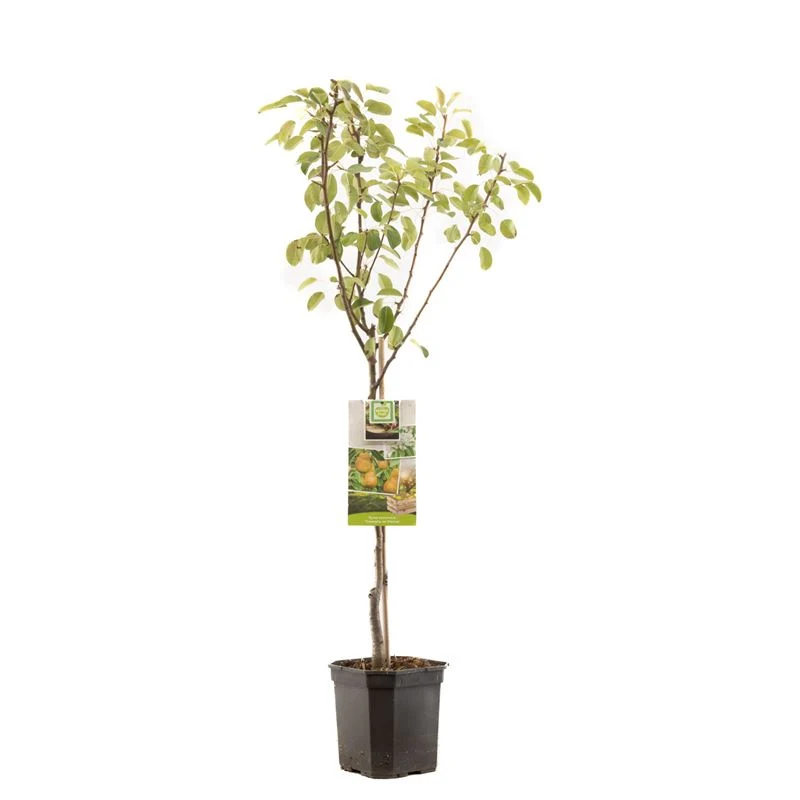 Pyrus communis 'Triomphe de Vienne' - Stam 60 cm - C6,5 (6,5 liters kruka)