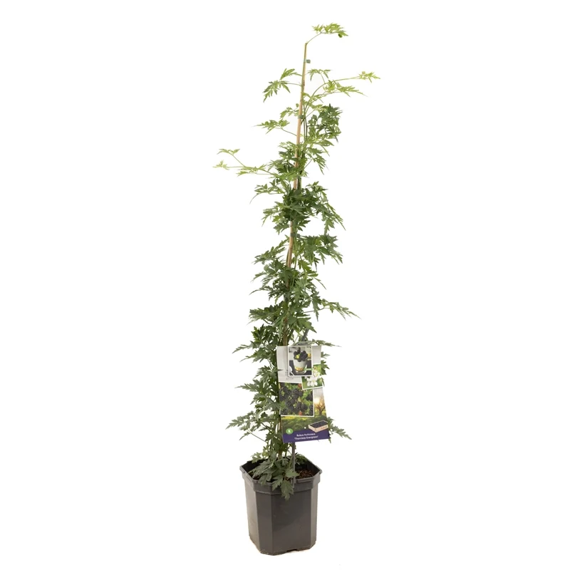 Rubus fruticosus 'Thornless Evergreen' 125-150 cm, C6,5 (6,5 liters kruka)