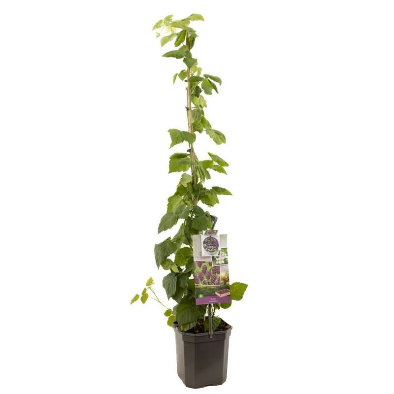 Rubus loganobaccus 'Logan' 125-150 cm, C6,5 (6,5 liters kruka)