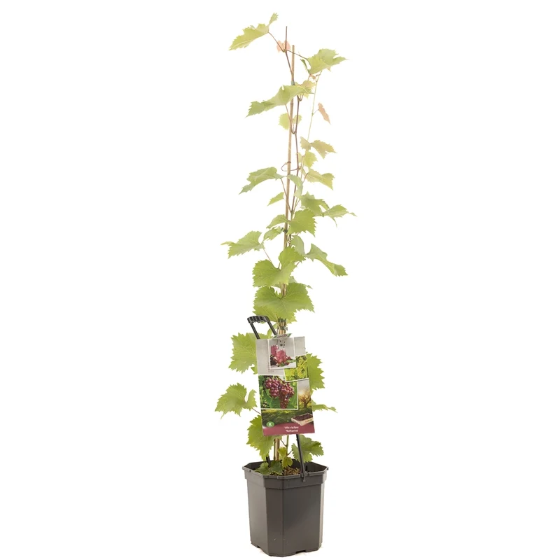 Vitis 'Katharina' 125-150 cm (6,5 liters kruka)