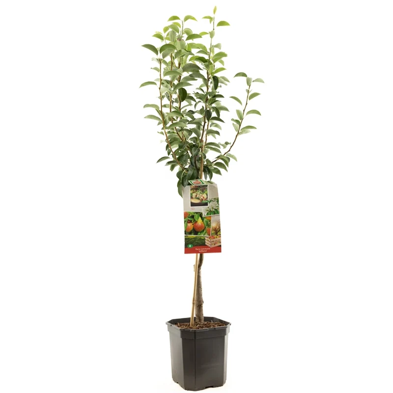 Pyrus communis 'Pitmaston Duchess' – 60 cm stam, C6,5 (6,5 liters kruka)