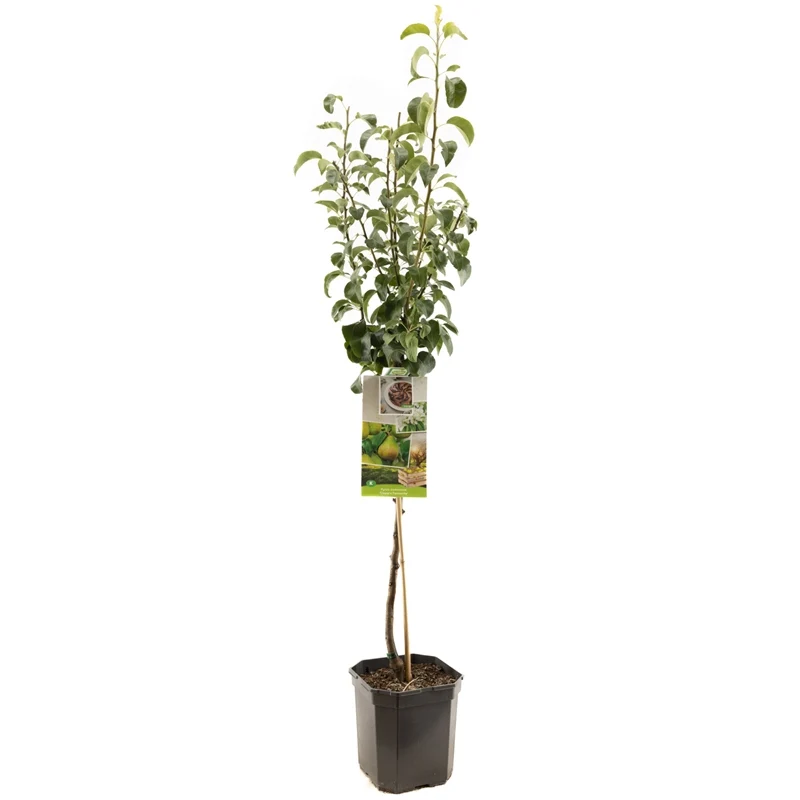 Pyrus communis 'Rode Clapp's Favourite' - Päronträd, 60 cm stam, 6,5 liters kruka