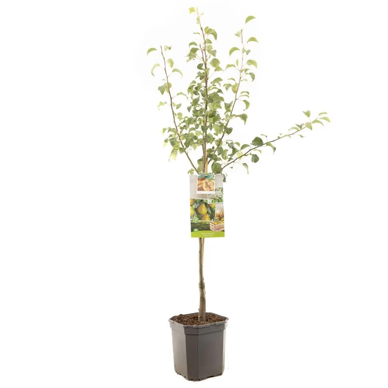 Pyrus communis 'Clara Frijs' – stam 60 cm, 6,5 liters kruka