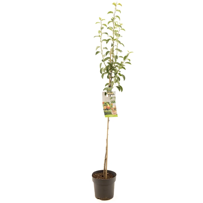 Pyrus communis 'Comice' - stam 120 cm, C8 (8 liters kruka)