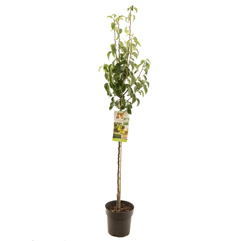 Pyrus communis 'Primo Conference' – 120 cm stam, C8 (8 liters kruka)