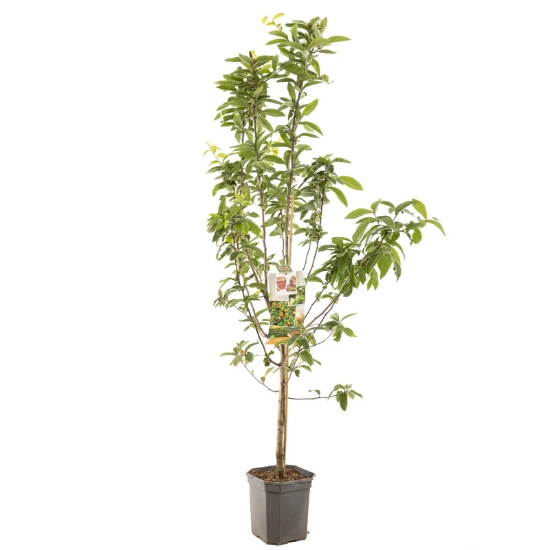 Mespilus germanica 'Metz' - 120 cm stam, C8 (8 liters kruka)
