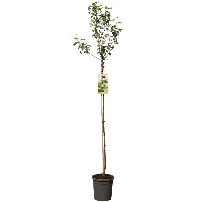 Pyrus communis 'Rode Clapp's Favourite' - Högstam C10 (10 liters kruka)