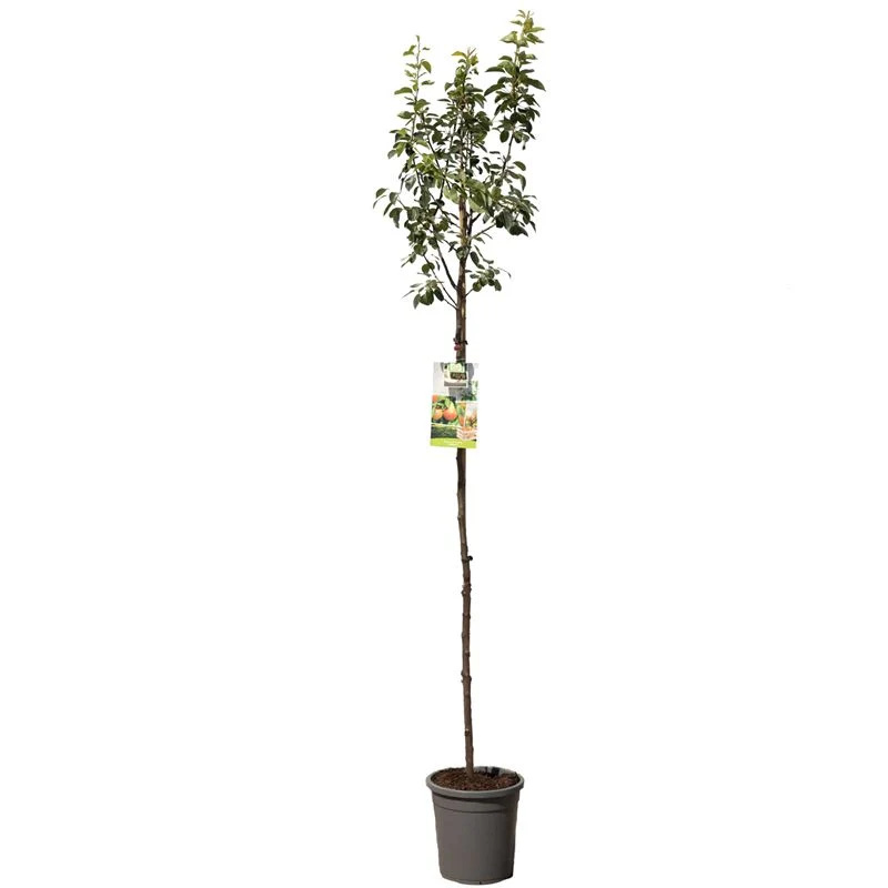 Pyrus communis 'Pitmaston Duchess' - Högstam - C10 (10 liters kruka)