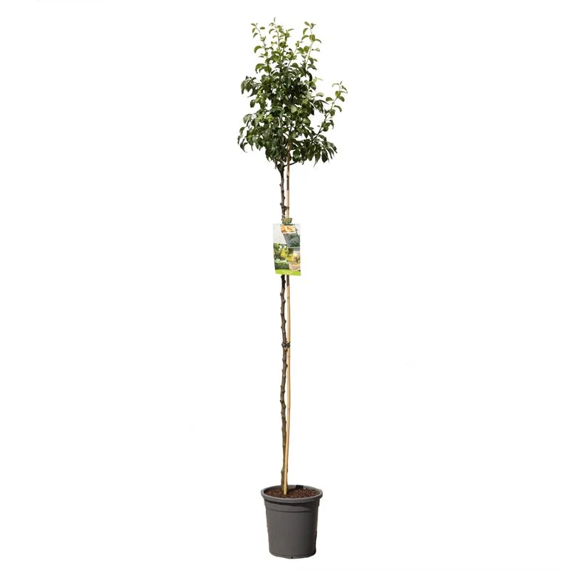 Pyrus communis 'Primo Conference' - Högstam, C10 (10 liters kruka)