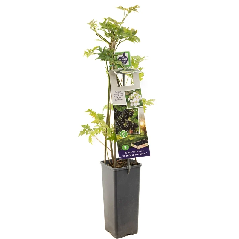 Rubus fruticosus 'Thornless Hull' 50-60 cm, C2 (2 liters kruka)