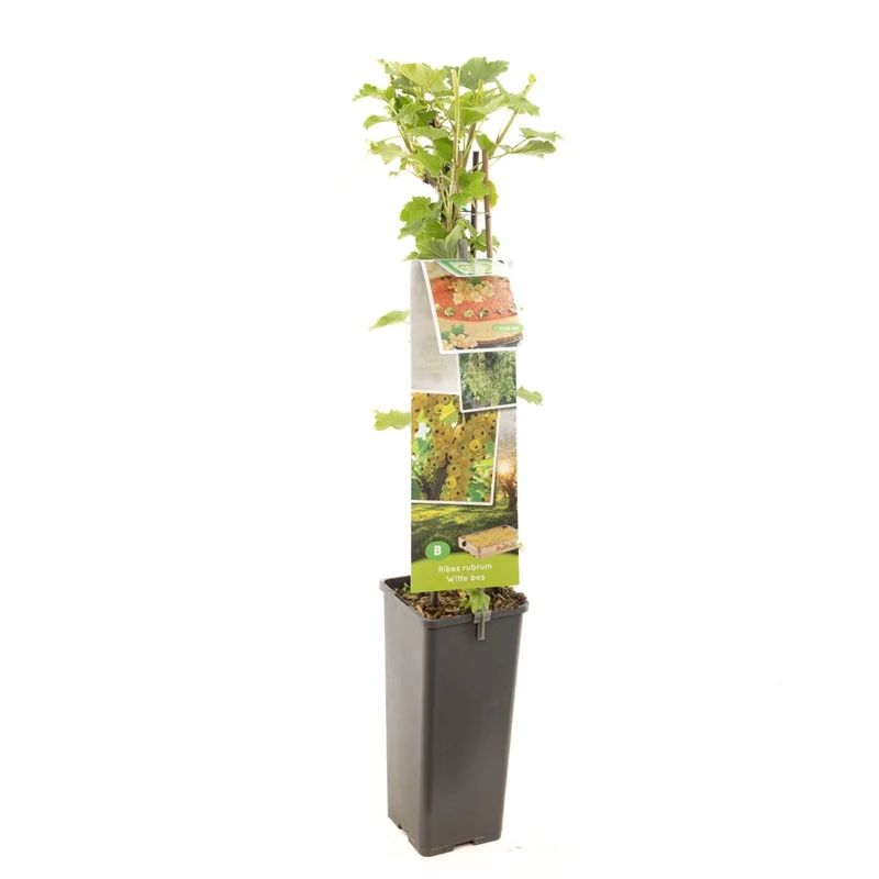 Ribes rubrum 'HJGM2' 50-60 cm, C2 (2 liters kruka)