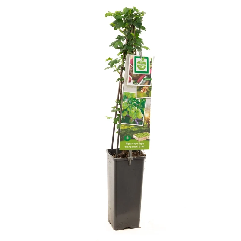 Ribes uva-crispa 'Hinnonmäki Grön' 50-60 cm, C2 (2 liters kruka)