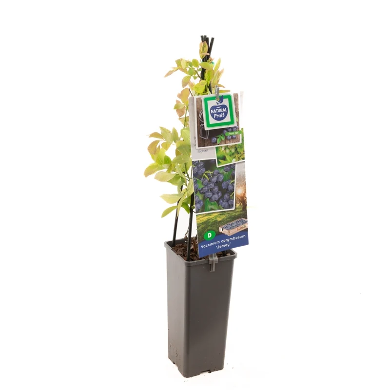 Vaccinium corymbosum 'Jersey' 50-60 cm, C2 (2 liters kruka)