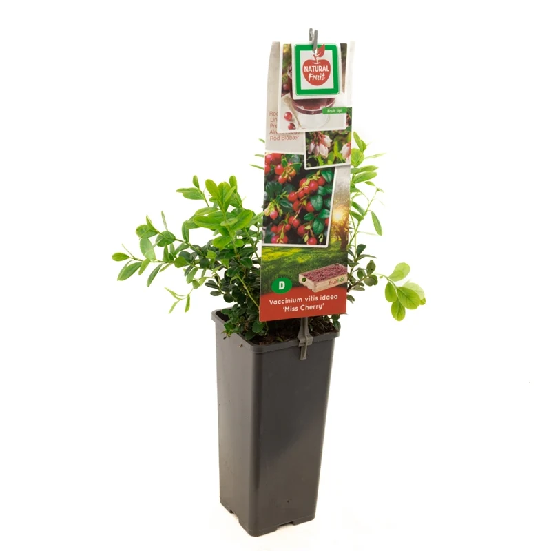 Vaccinium vitis-idaea 'Miss Cherry' 50-60 cm, C2 (2 liters kruka)