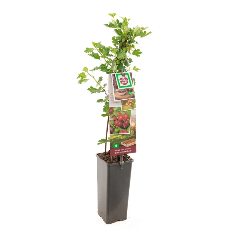 Ribes uva-crispa 'Hinnonmäki Röd' 50-60 cm, C2 (2 liters kruka)