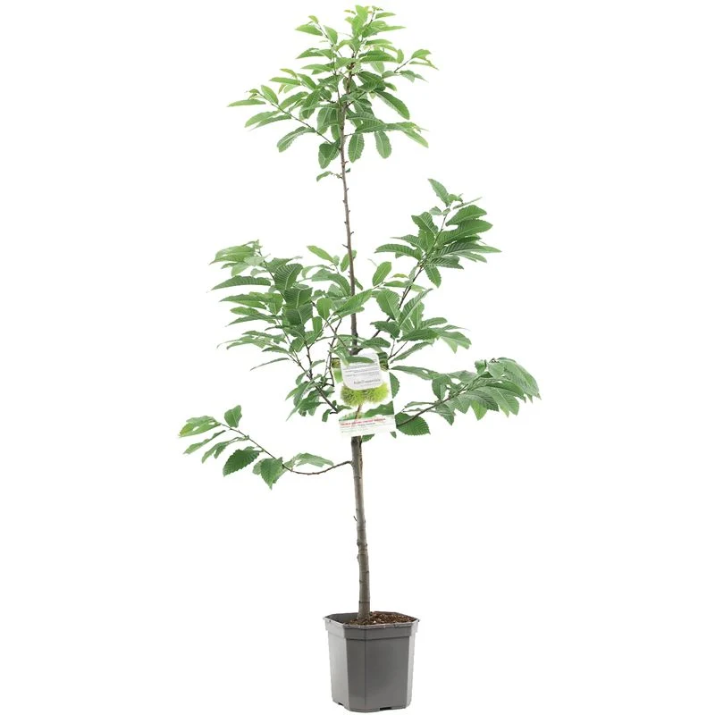Castanea sativa 60 cm stam - C6,5 (6,5 liters kruka)